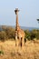 Maasai or Kilimanjaro Giraffe grazing Kenya