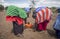 Maasai ladies collecting cow dung to use for house repair