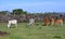 Maasai livestock in a paddock