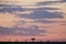 Maasai Mara sunset with trees and giraffes in silhouette, Kenya