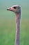 Maasai ostrich, Maasai Mara Game Reserve, Kenya