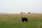 Maasai ostrich, Maasai Mara Game Reserve, Kenya