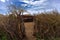 Maasai thorny fence made of Acacia tree branches to hide livestock from animals at night in Tanzania