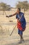 Maasai warriors fighting with sticks