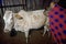 Maasai woman with child cow milking