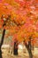 Mable leaves change color autumn in Korea.