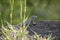 Mabuia or Noronha skink - Fernando de Noronha, Pernambuco, Brazil