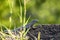 Mabuia or Noronha skink - Fernando de Noronha, Pernambuco, Brazil