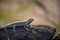 Mabuia or Noronha skink - Fernando de Noronha, Pernambuco, Brazil