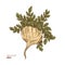Maca plant illustration. Engraved style super food.