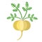 Maca root and leaves vector illustration. Superfood Lepidium meyenii icon. Healthy detox natural product. Flat design organic foo