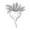 Maca root Lepidium meyenii, Peruvian ginseng. Design elements for packaging. Hand drawing sketch