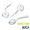 Maca root. Super food hand drawn sketch vector