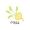 Maca root superfood.