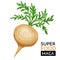 Maca vector icon.