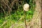 Macabre abandoned plastic dolls head on a stick against a hedgerow