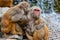 Macac Mother Huddles Babies Together
