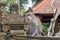 Macaca Fascicularis, Balinese long tailed Monkey