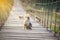 Macaca fascicularis, Crab-eating macaque sitting on wooden Suspension bridge