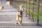 Macaca fascicularis, Crab-eating macaque sitting on wooden Suspension bridge