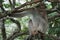 Macaca fascicularis (long-tailed macaque, crab-eating monkey) on the tree.