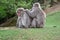 Macaca fuscata delousing in the forest