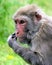 Macaca irus, commonly called the Java Monkey, Crab-eating Macaque, Cynomolgus Monkey, Longtail Monkey, etc.