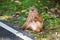 A macaca monkey, Khao Toh Sae Viewpoint on the Highest Hill in