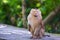 A macaca monkey, Khao Toh Sae Viewpoint on the Highest Hill in