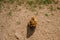 Macaca monkey sitting on dry ground top view.