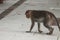 (macaca radiata) A monkey standing on the ground watching