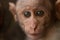 Macaca radiata. Portrait of a monkey. Year of the monkey.