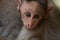 Macaca radiata. Portrait of a monkey. Year of the monkey.
