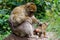 Macaco monkey baby in the natural forest