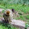 Macaco monkey baby in the natural forest