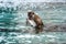 Macacus swimming for food from tourist in Monkey Beach, Phi Phi Island, Thailand.