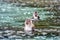 Macacus swimming for food from tourist in Monkey Beach, Phi Phi Island, Thailand.