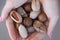 Macadamia, Brazil nuts, Bertholletia, pecan on hand. Woman hands holding roasted and notched exotic shell nuts. Close up