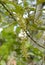 Macadamia flowers on tree