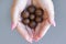 Macadamia on hand. Woman hands holding roasted and notched macadamia nuts.