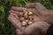 Macadamia in the hands of farmers