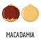 Macadamia icon, flat style