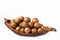 Macadamia integrifolia - Organic macadamia nuts