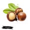Macadamia nut isolated on white background. Queensland