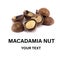 Macadamia nuts close-up, macro, isolated