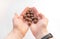 Macadamia nuts in hand close-up on a white isolated background with space for writing. A handful of Australian nuts in the palm.