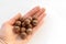Macadamia nuts in hand close-up on a white isolated background with space for writing. A handful of Australian nuts in the palm.