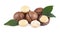 Macadamia nuts with leaves, isolated on white background. Shelled and unshelled macadamia.