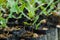 Macadamia nuts seedlings with green leaf