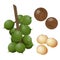 Macadamia plant, nuts and peeled kernels